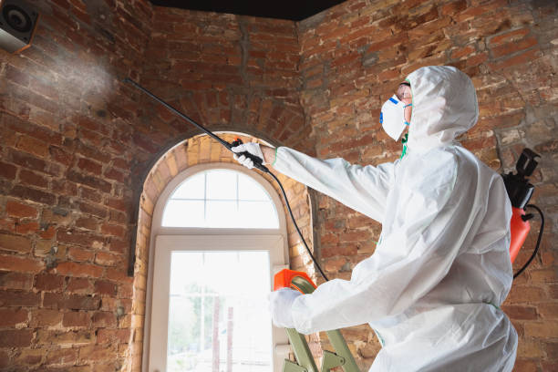 Best Mold Damage Restoration  in , VT